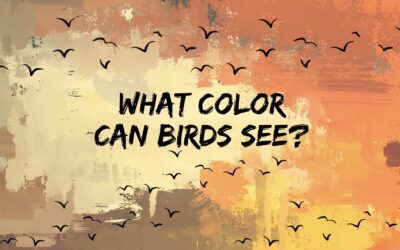 Are Birds Color Blind? How Birds See Colors
